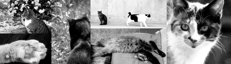 swfu/d/CAT_LOGO.png swfu/d/CAT_LOGO.png